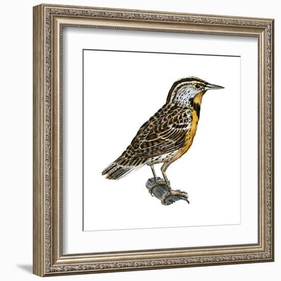 Eastern Meadowlark (Sturnella Magna), Birds-Encyclopaedia Britannica-Framed Art Print