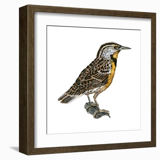 Eastern Meadowlark (Sturnella Magna), Birds-Encyclopaedia Britannica-Framed Art Print