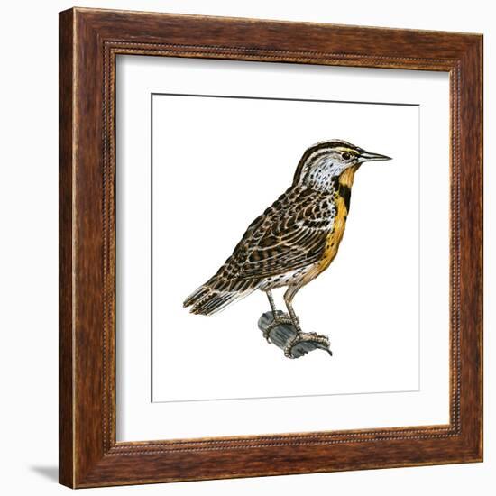 Eastern Meadowlark (Sturnella Magna), Birds-Encyclopaedia Britannica-Framed Art Print