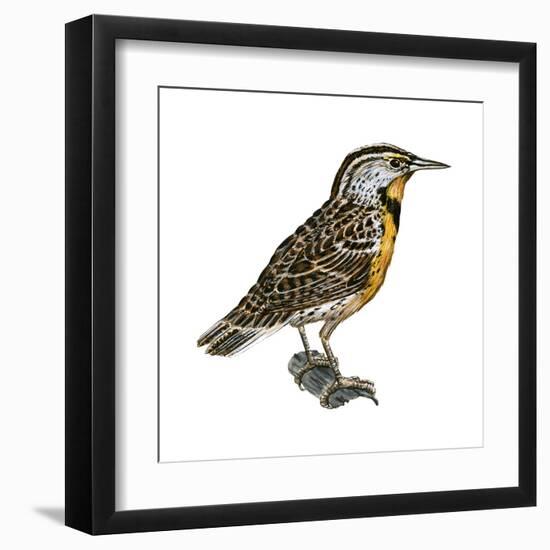 Eastern Meadowlark (Sturnella Magna), Birds-Encyclopaedia Britannica-Framed Art Print