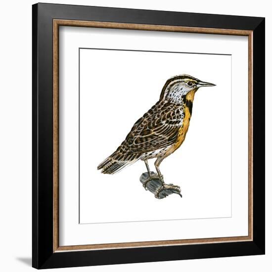 Eastern Meadowlark (Sturnella Magna), Birds-Encyclopaedia Britannica-Framed Art Print