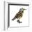 Eastern Meadowlark (Sturnella Magna), Birds-Encyclopaedia Britannica-Framed Art Print