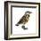 Eastern Meadowlark (Sturnella Magna), Birds-Encyclopaedia Britannica-Framed Art Print