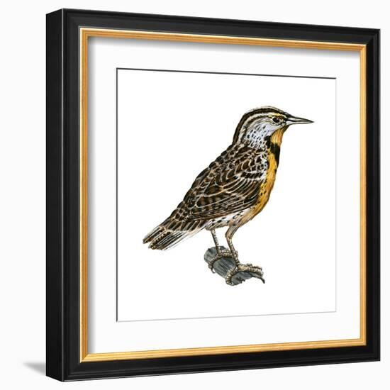 Eastern Meadowlark (Sturnella Magna), Birds-Encyclopaedia Britannica-Framed Art Print