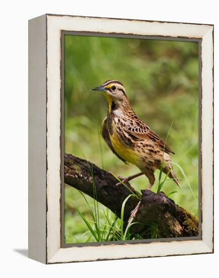 Eastern Meadowlark-Adam Jones-Framed Premier Image Canvas