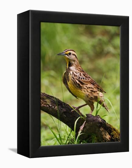 Eastern Meadowlark-Adam Jones-Framed Premier Image Canvas