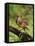 Eastern Meadowlark-Adam Jones-Framed Premier Image Canvas