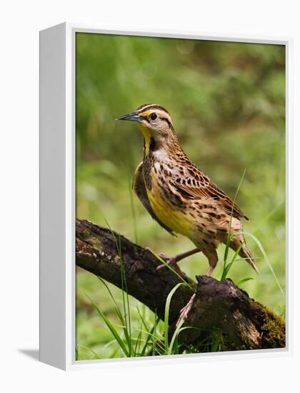 Eastern Meadowlark-Adam Jones-Framed Premier Image Canvas