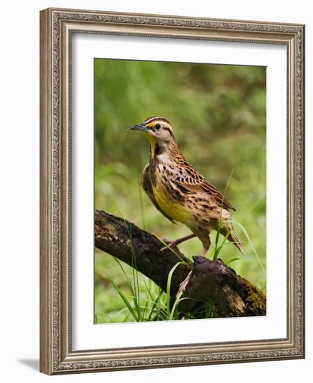 Eastern Meadowlark-Adam Jones-Framed Photographic Print