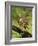 Eastern Meadowlark-Adam Jones-Framed Photographic Print