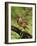 Eastern Meadowlark-Adam Jones-Framed Photographic Print