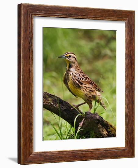 Eastern Meadowlark-Adam Jones-Framed Photographic Print