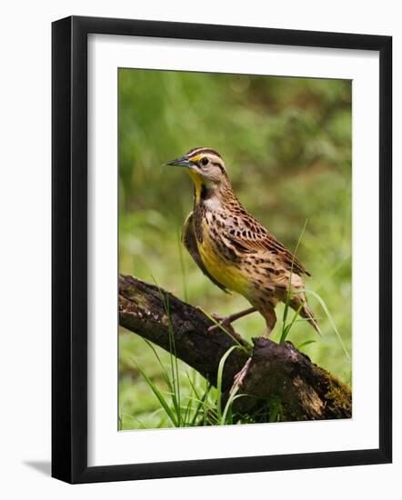 Eastern Meadowlark-Adam Jones-Framed Photographic Print