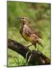 Eastern Meadowlark-Adam Jones-Mounted Photographic Print