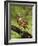 Eastern Meadowlark-Adam Jones-Framed Photographic Print