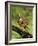 Eastern Meadowlark-Adam Jones-Framed Photographic Print