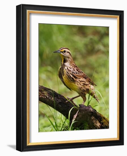 Eastern Meadowlark-Adam Jones-Framed Photographic Print