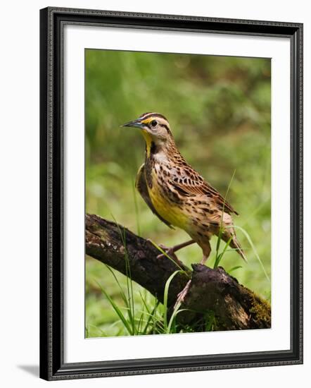 Eastern Meadowlark-Adam Jones-Framed Photographic Print