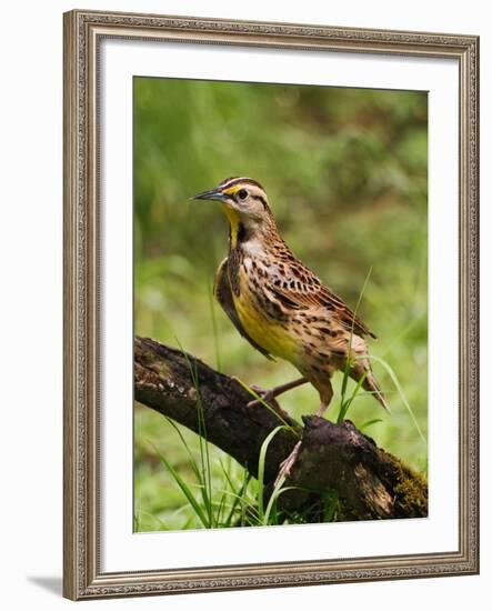 Eastern Meadowlark-Adam Jones-Framed Photographic Print