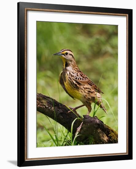 Eastern Meadowlark-Adam Jones-Framed Photographic Print