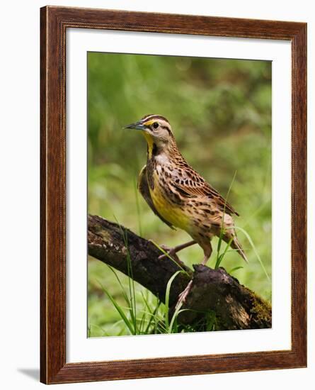 Eastern Meadowlark-Adam Jones-Framed Photographic Print