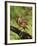 Eastern Meadowlark-Adam Jones-Framed Photographic Print
