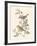 Eastern Olivaceous and Icterine Warblers-Anatole Marlin-Framed Giclee Print