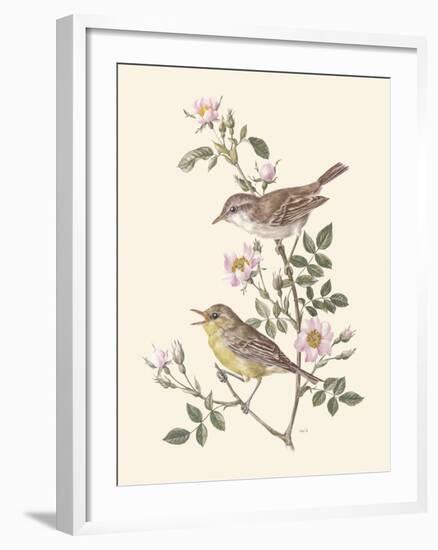 Eastern Olivaceous and Icterine Warblers-Anatole Marlin-Framed Giclee Print