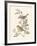 Eastern Olivaceous and Icterine Warblers-Anatole Marlin-Framed Giclee Print