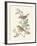 Eastern Olivaceous and Icterine Warblers-Anatole Marlin-Framed Giclee Print