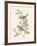 Eastern Olivaceous and Icterine Warblers-Anatole Marlin-Framed Giclee Print