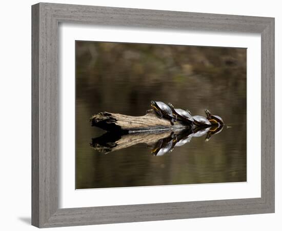 Eastern Painted Turtles, Farmington River, Tariffville, Connecticut, Usa-Jerry & Marcy Monkman-Framed Photographic Print