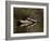 Eastern Painted Turtles, Farmington River, Tariffville, Connecticut, Usa-Jerry & Marcy Monkman-Framed Photographic Print