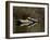 Eastern Painted Turtles, Farmington River, Tariffville, Connecticut, Usa-Jerry & Marcy Monkman-Framed Photographic Print