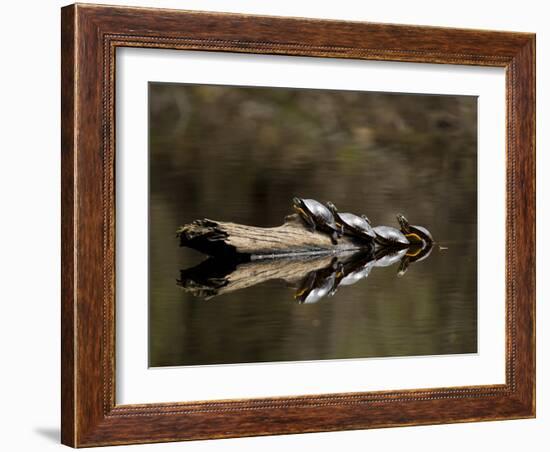 Eastern Painted Turtles, Farmington River, Tariffville, Connecticut, Usa-Jerry & Marcy Monkman-Framed Photographic Print