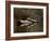 Eastern Painted Turtles, Farmington River, Tariffville, Connecticut, Usa-Jerry & Marcy Monkman-Framed Photographic Print