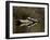 Eastern Painted Turtles, Farmington River, Tariffville, Connecticut, Usa-Jerry & Marcy Monkman-Framed Photographic Print