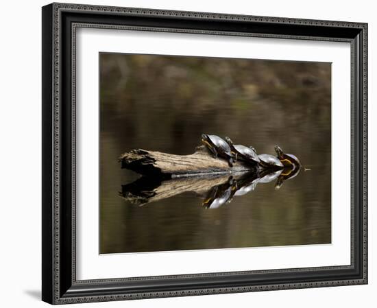 Eastern Painted Turtles, Farmington River, Tariffville, Connecticut, Usa-Jerry & Marcy Monkman-Framed Photographic Print
