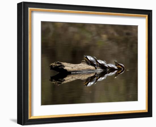 Eastern Painted Turtles, Farmington River, Tariffville, Connecticut, Usa-Jerry & Marcy Monkman-Framed Photographic Print