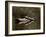 Eastern Painted Turtles, Farmington River, Tariffville, Connecticut, Usa-Jerry & Marcy Monkman-Framed Photographic Print