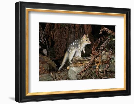 Eastern Quoll, Pale Phase (Dasyurus Viverrinus) Tasmania, Australia-Dave Watts-Framed Photographic Print