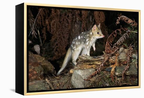 Eastern Quoll, Pale Phase (Dasyurus Viverrinus) Tasmania, Australia-Dave Watts-Framed Premier Image Canvas