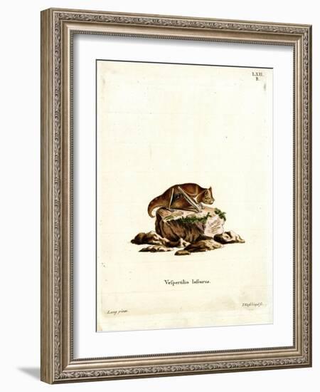 Eastern Red Bat-null-Framed Giclee Print