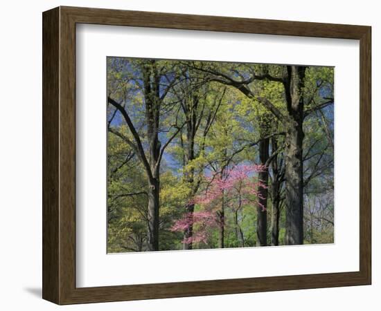 Eastern Redbud Among Oak Trees, Kentucky, USA-Adam Jones-Framed Photographic Print