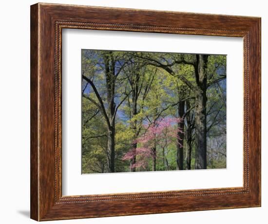 Eastern Redbud Among Oak Trees, Kentucky, USA-Adam Jones-Framed Photographic Print