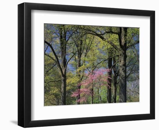 Eastern Redbud Among Oak Trees, Kentucky, USA-Adam Jones-Framed Photographic Print