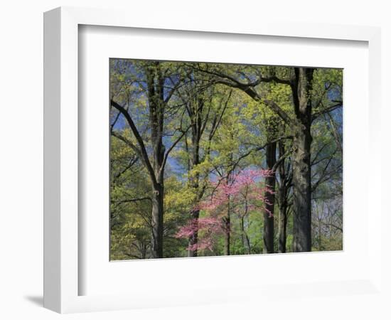 Eastern Redbud Among Oak Trees, Kentucky, USA-Adam Jones-Framed Photographic Print