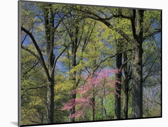 Eastern Redbud Among Oak Trees, Kentucky, USA-Adam Jones-Mounted Photographic Print
