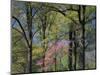 Eastern Redbud Among Oak Trees, Kentucky, USA-Adam Jones-Mounted Photographic Print