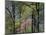 Eastern Redbud Among Oak Trees, Kentucky, USA-Adam Jones-Mounted Photographic Print